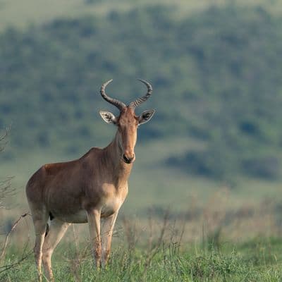 kenya safari 01 shot with SONY ILCE-7M4