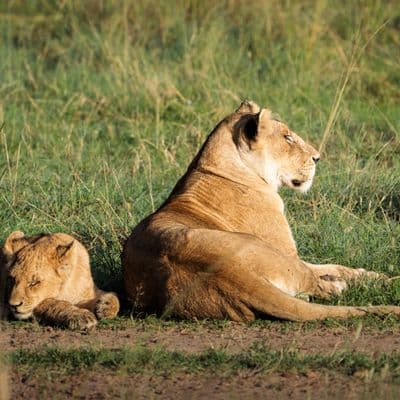 kenya safari 06 shot with SONY ILCE-7M4