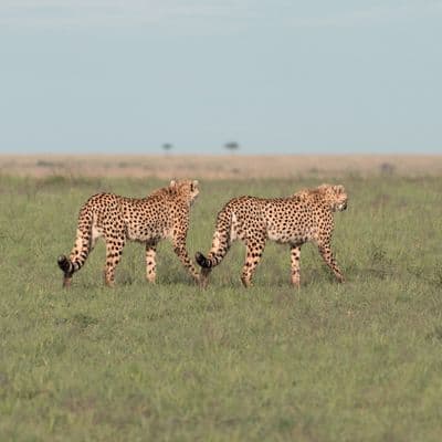 kenya safari 09 shot with SONY ILCE-7M4