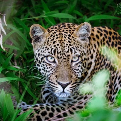 kenya safari 02 shot with SONY ILCE-7M4