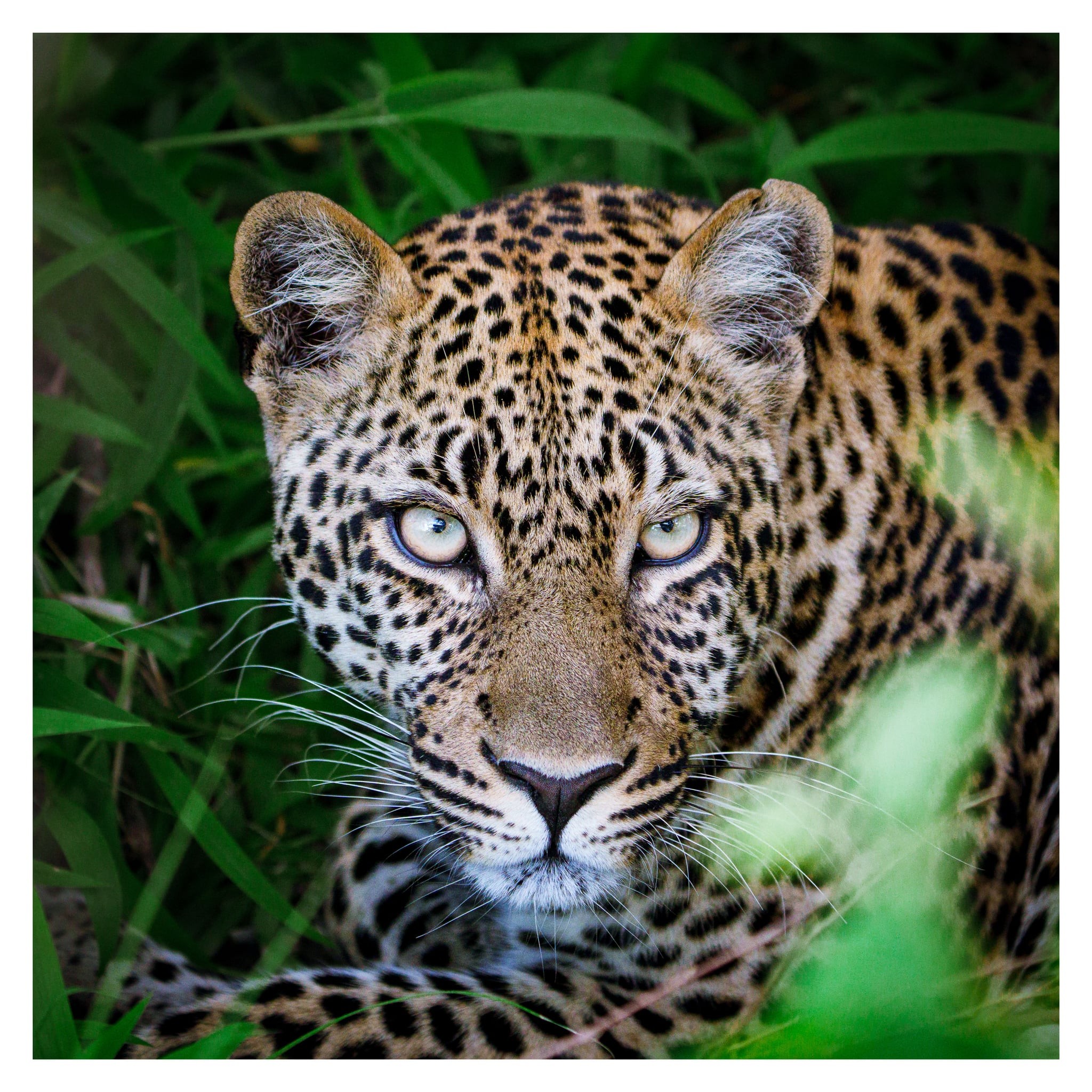 Eyes in the Grass